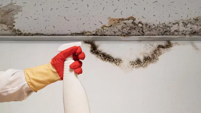 Dark mold growth along a ceiling line being treated with a spray bottle