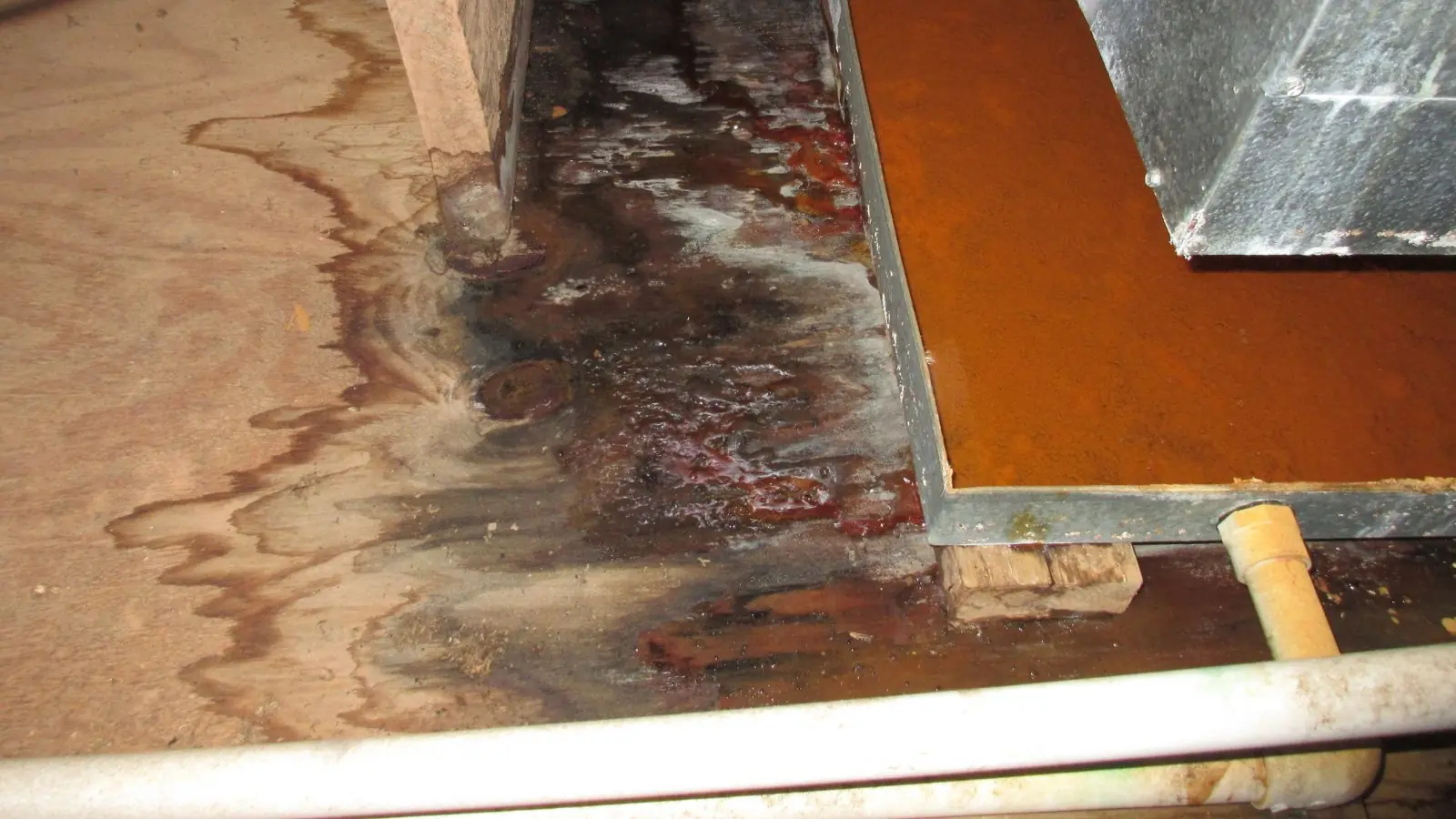 Water-stained hardwood board edge lifted from the floor beside damaged boards