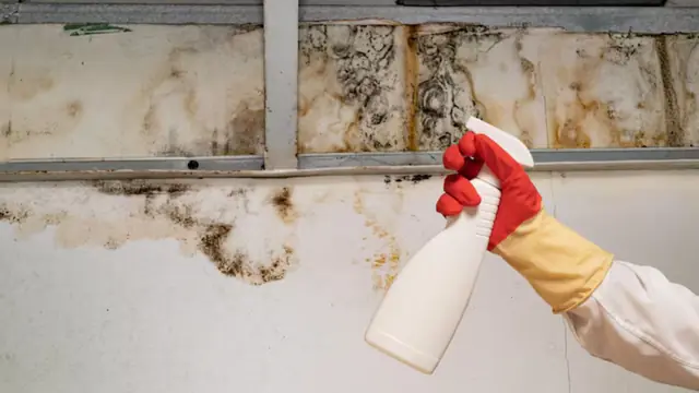 Mold along an exposed wall frame and ceiling edge with a cleaning spray bottle